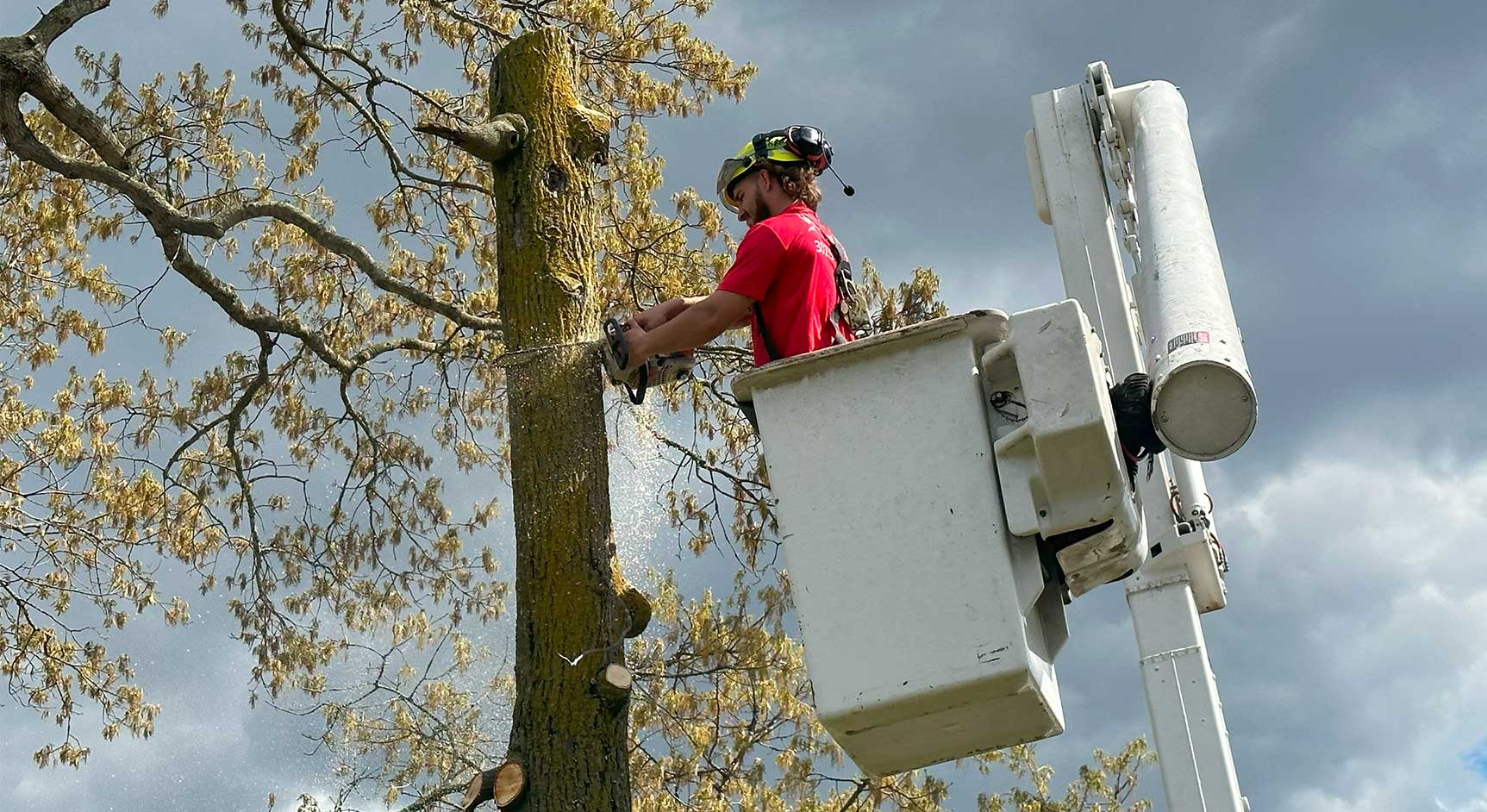 Milford Arborist, Tree Service and Tree Removal Services