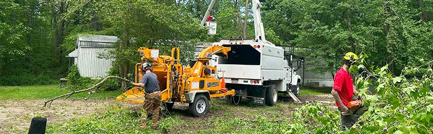 Stump and Tree Removal Services